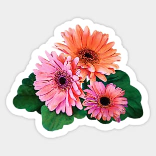 Pink and Orange Gerbera Daisies Sticker